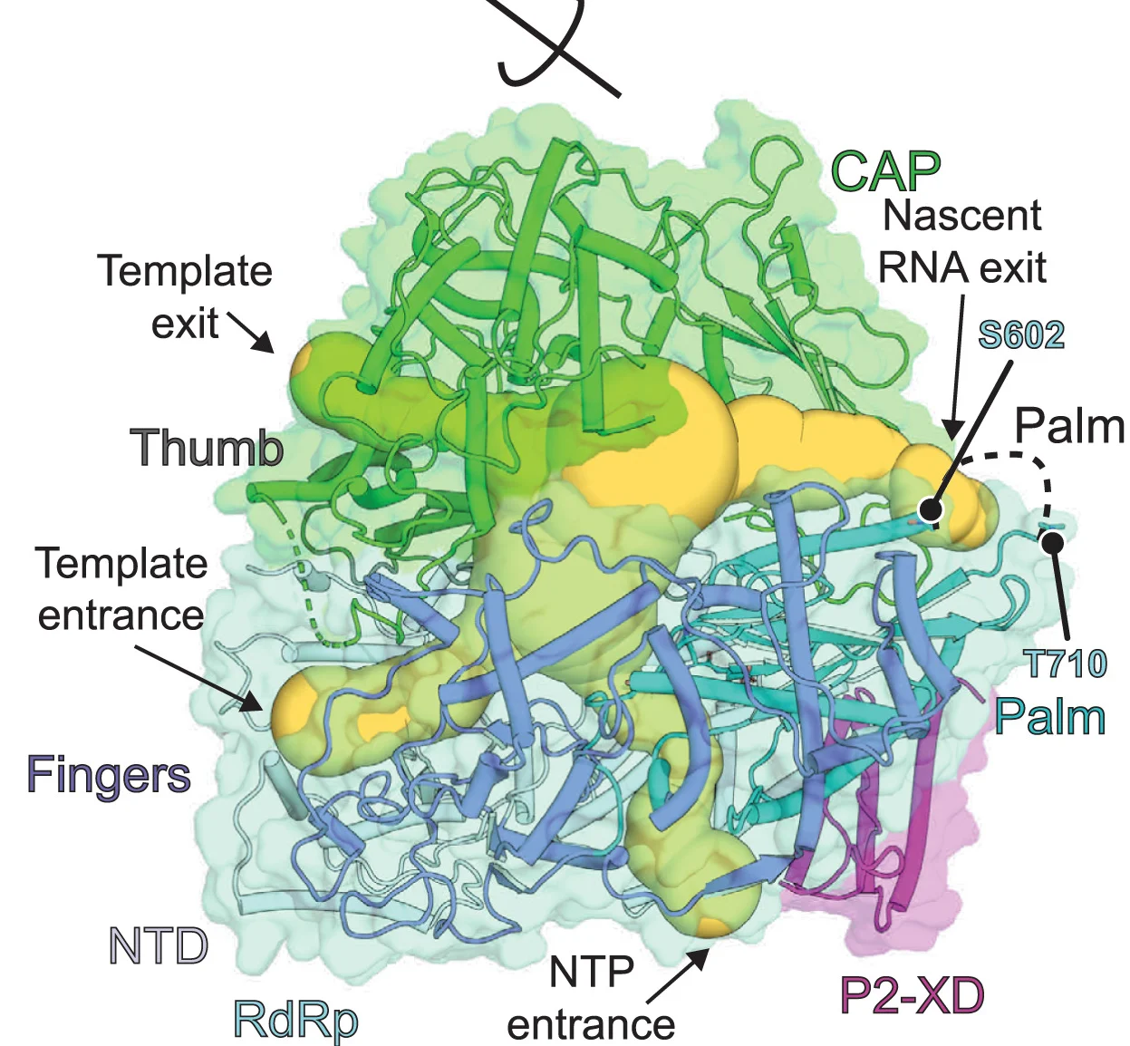 Open access visualization of Protein Structure, NiV L-P Complex, Ribbon Diagram, Transparent Surface, Channels
