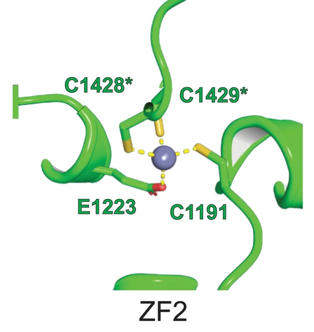 Open access visualization of Protein Structure, Chemical Structure, CAP Domain, ZF2, Zinc Ions