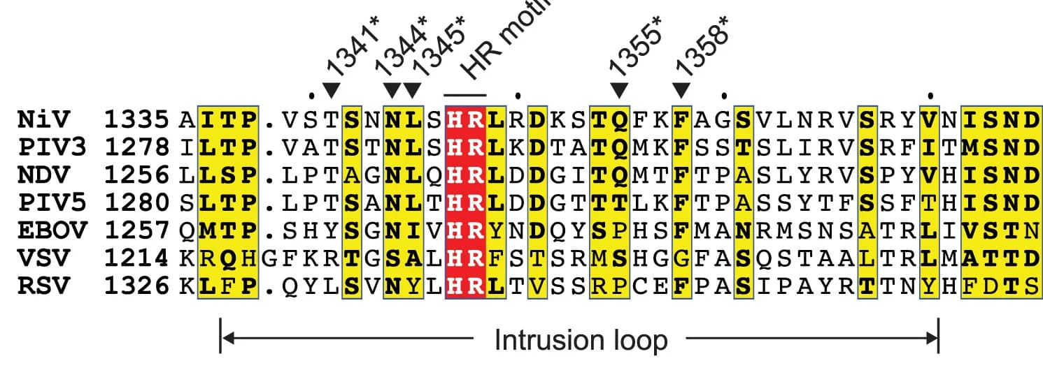 Open access visualization of Table Image, Sequence Alignment, Intrusion Loop, NiV L, nsNSV L