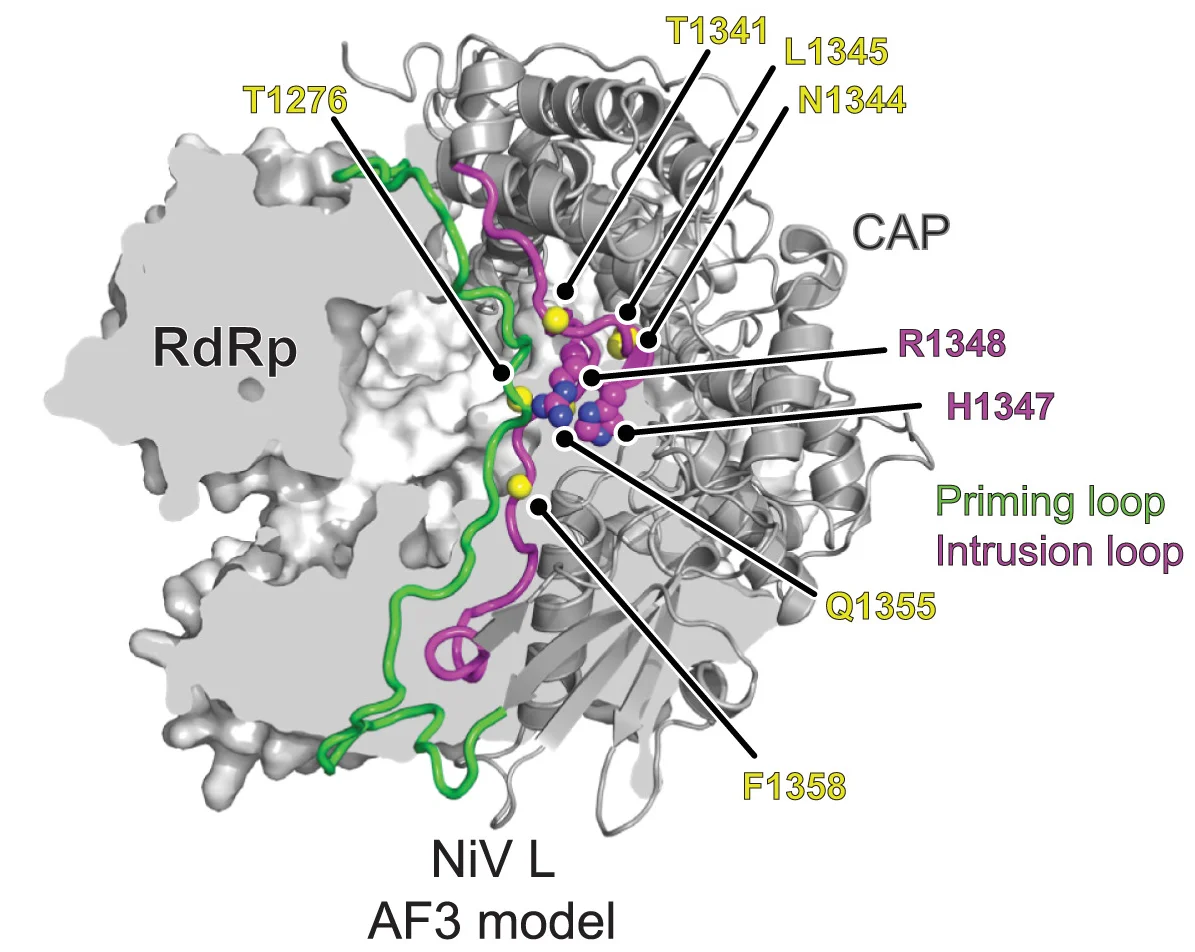 Open access visualization of Protein Structure, NiV L, RdRp Domain, CAP Domain, Nucleic Acids