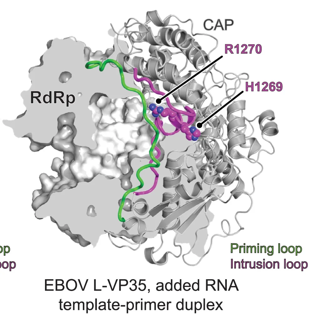 Open access visualization of Protein Structure, Cryo-EM, EBOV L-VP35, RNA, Template-Primer Duplex