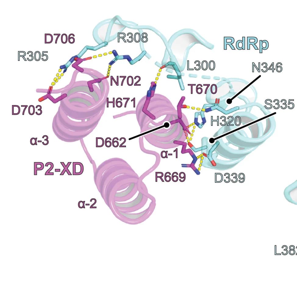 Open access visualization of Protein Structure, Chemical Structure, P2-XD Helices, L RdRp Domain, Protein Interactions