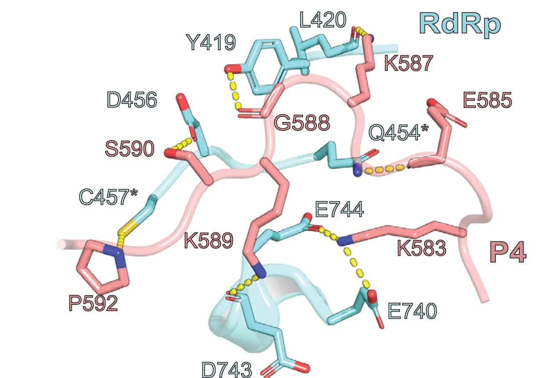 Open access visualization of Protein Structure, Chemical Structure, P4 Peptide Extension, L RdRp Domain, Protein Interactions