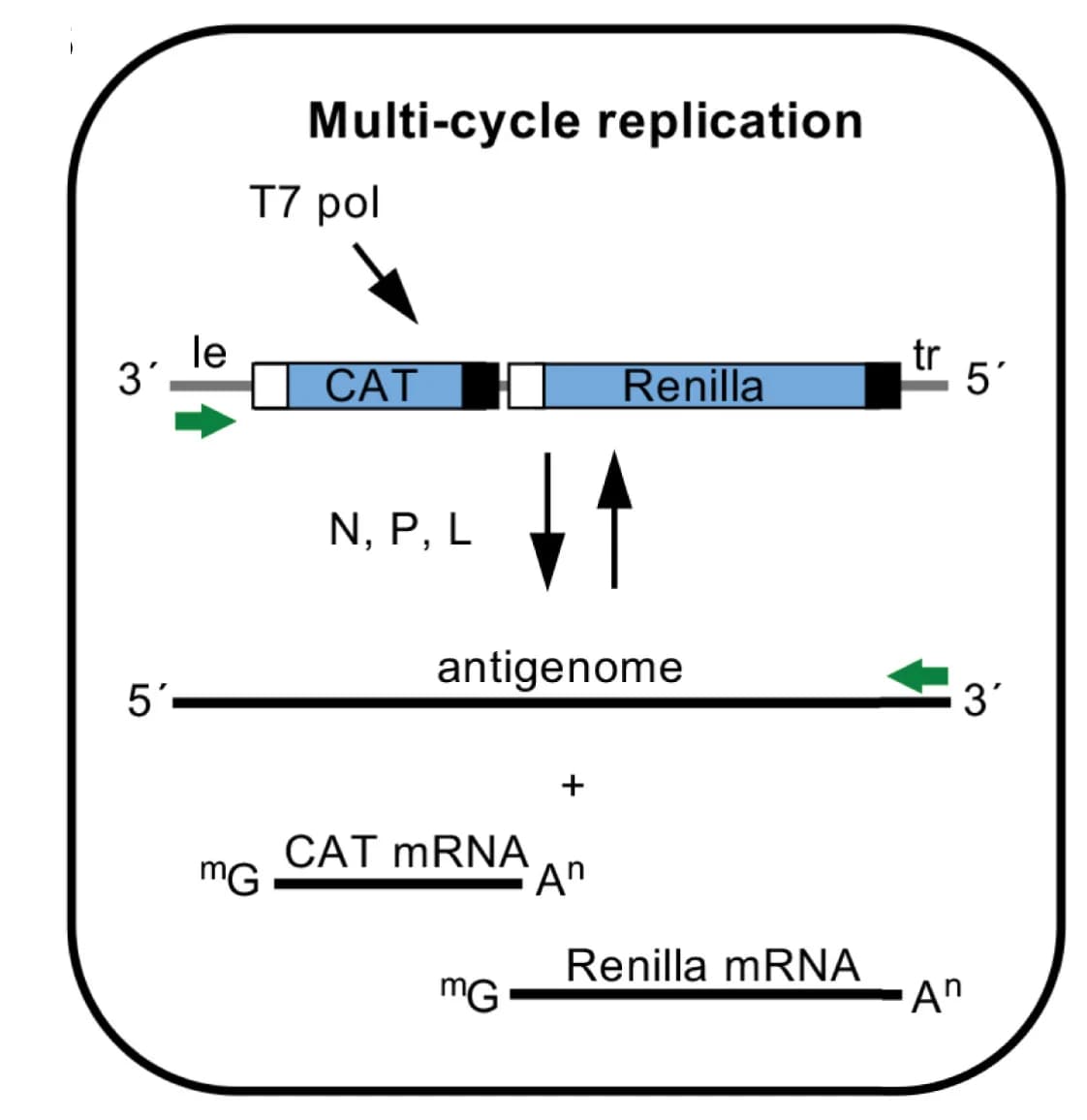 Open access visualization of Workflow, Illustration, Minigenome, RNA Replication