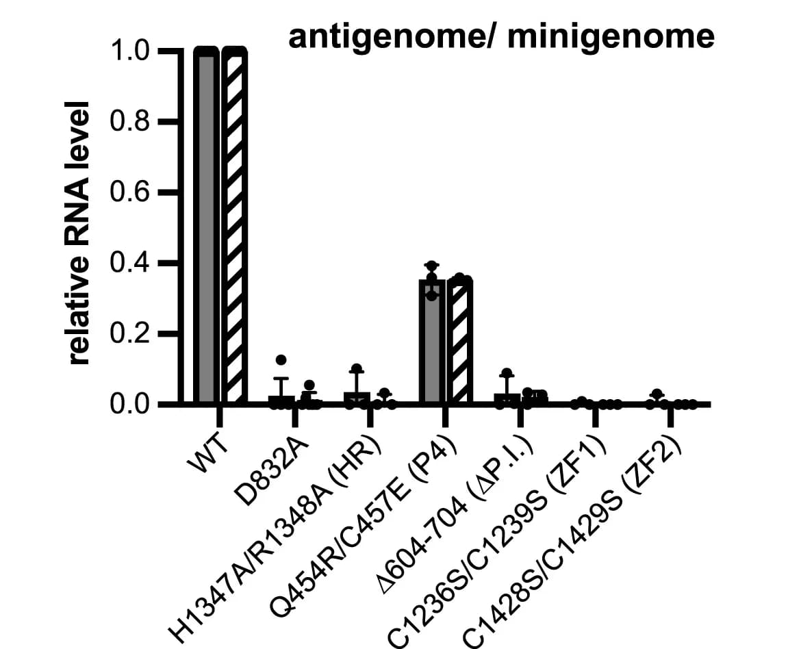 Open access visualization of Bar Plot, Error Bars, Quantification, Antigenome, Minigenome