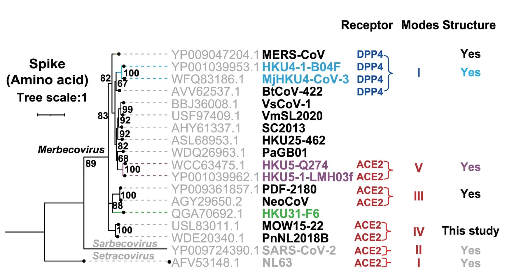 Open access visualization of Network, Pathway, Phylogenetic Tree, Merbecoviruses, S Glycoprotein