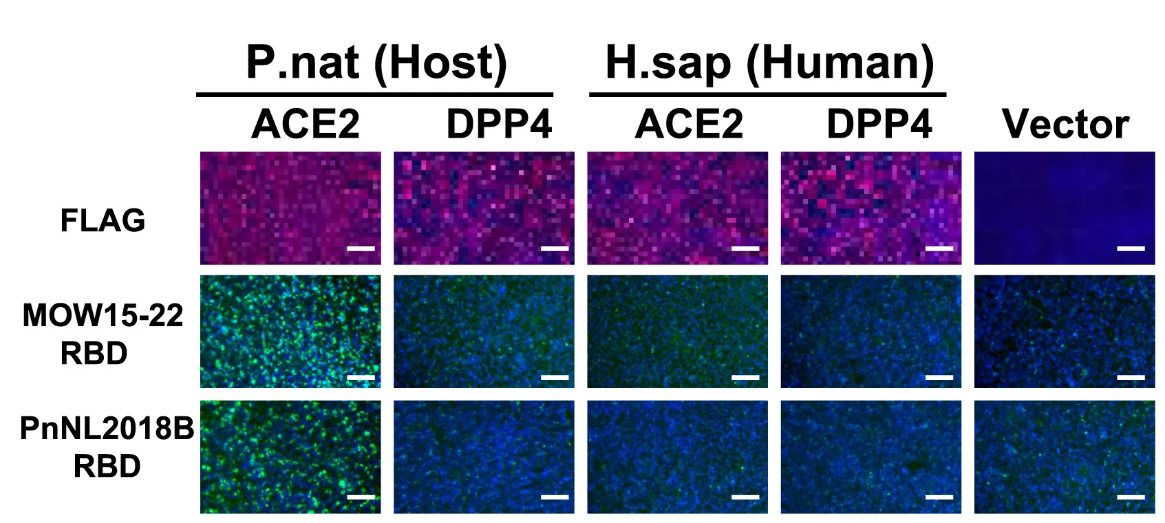 Open access visualization of Microscopy, ACE2, DPP4, RBD Binding, Pseudovirus Entry