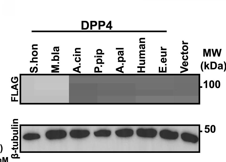 Open access visualization of Gel, Western Blot Analysis, Expression Levels, Mammalian DPP4 Orthologs, HEK293T Cells