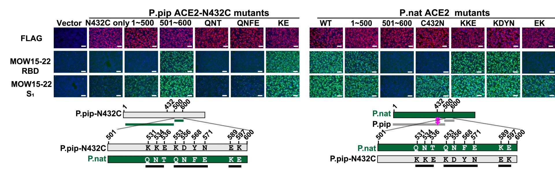 Open access visualization of Microscopy, Illustration, MOW15-22 RBD, S1-hFc binding, HEK293T Cells