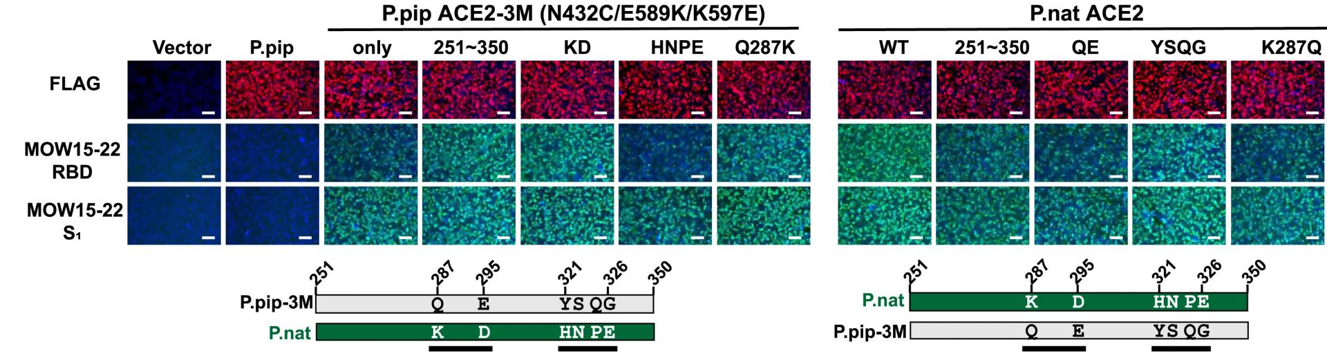 Open access visualization of Microscopy, MOW15-22 RBD, S1-hFc binding, HEK293T Cells, ACE2 Chimeras