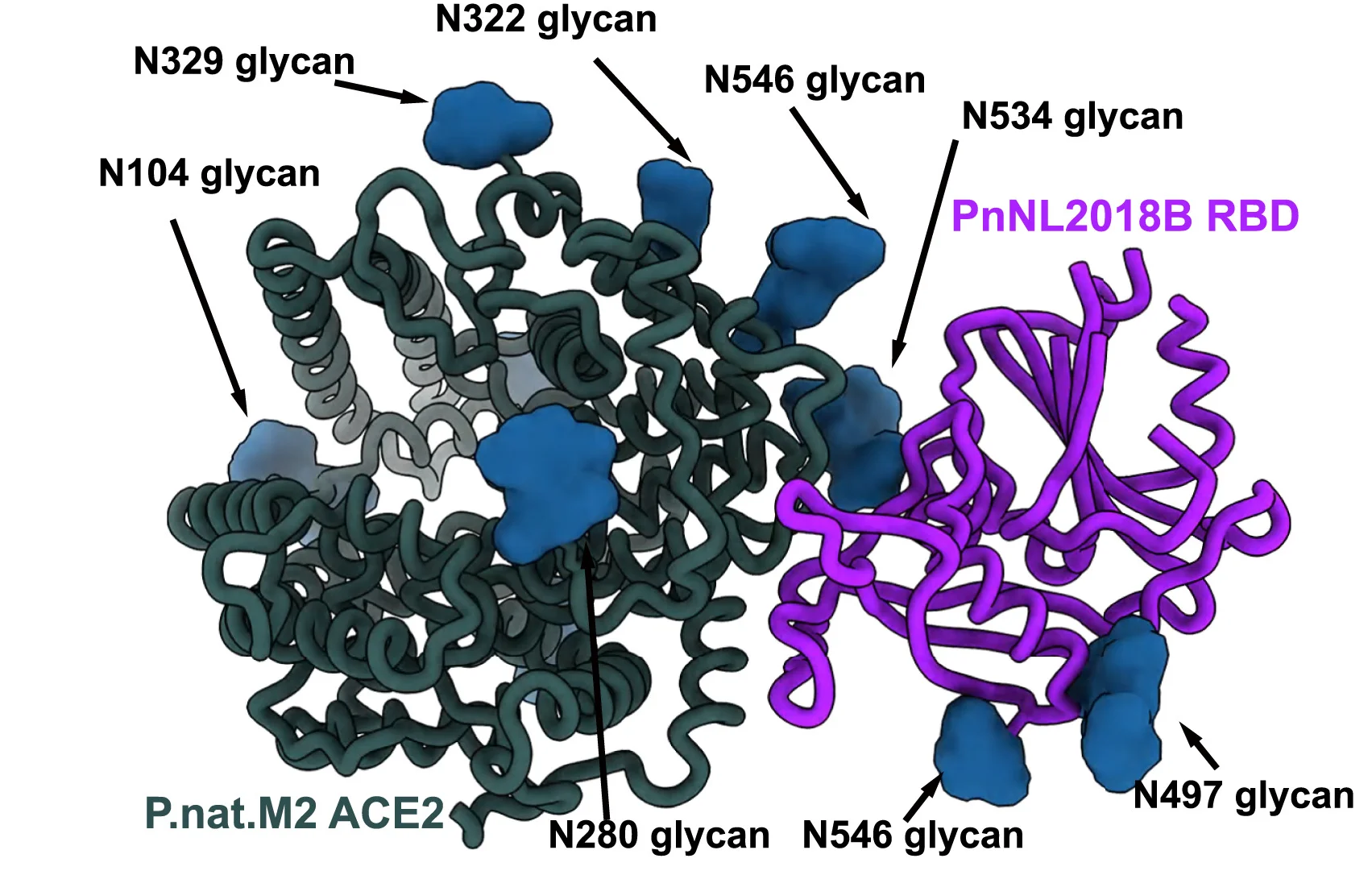 Open access visualization of Protein Structure, Cryo-EM Structure, PnNL2018B RBD, P.nat.M2 ACE2 Ectodomain, ACE2 Dimerization Domains