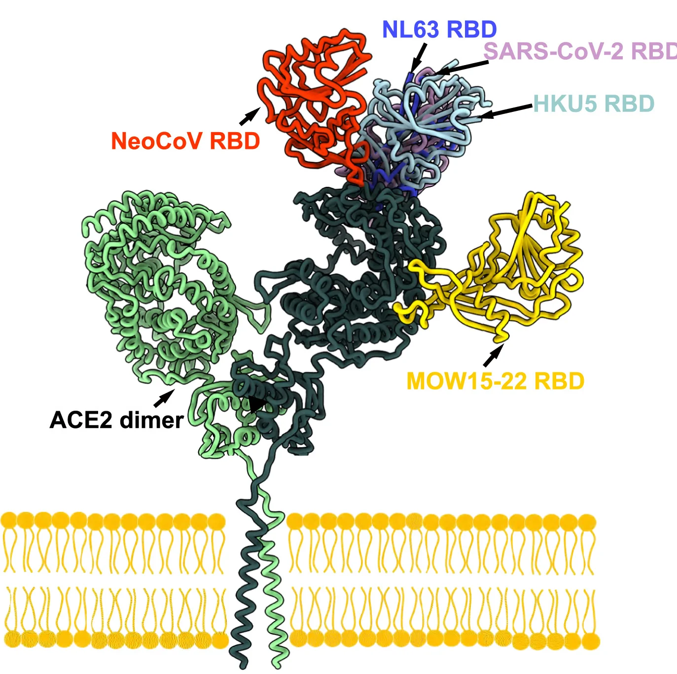 Open access visualization of Protein Structure, Binding Modes, MOW15-22, NeoCoV, SARS-CoV-2