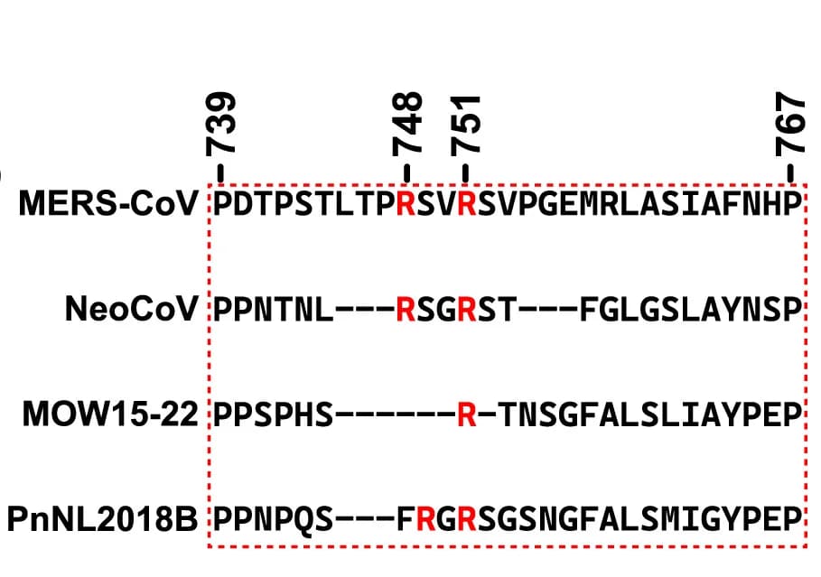 Open access visualization of Table Image, S Glycoprotein, S1/S2 Junction, Sequence Analysis, Viruses
