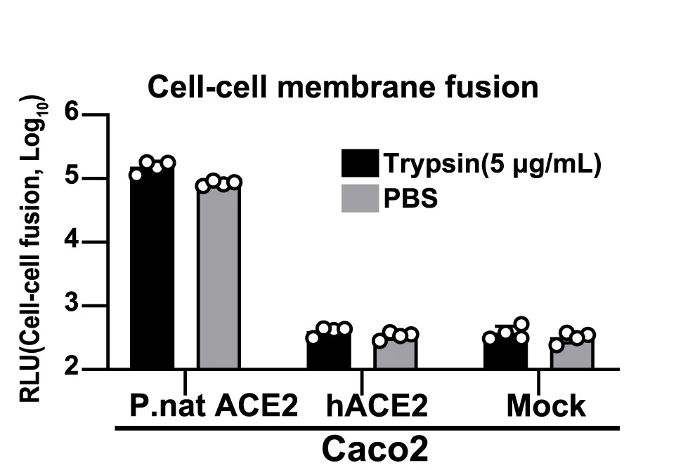 Open access visualization of Bar Plot, Clustered, MOW15-22, Cell-Cell Fusion, Caco2 Cells