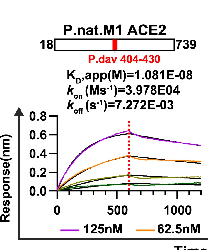 Open access visualization of Line Plot, BLI Analyses, Binding Kinetics, ACE2 Ectodomains, P.nat.M1 ACE2