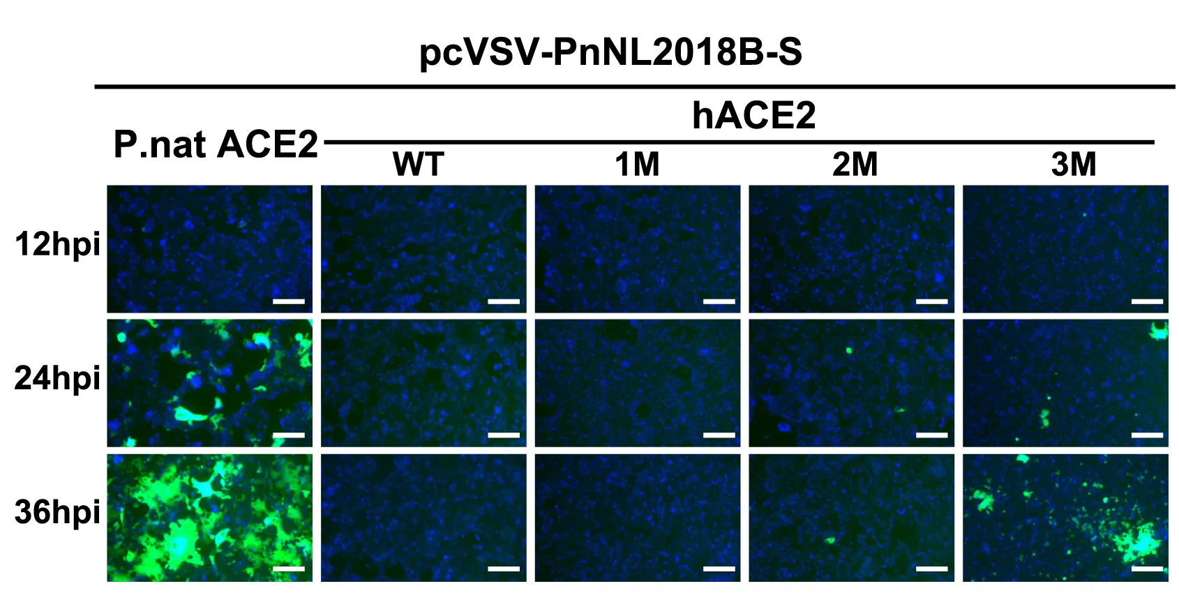 Open access visualization of Microscopy, Propagation, pcVSV-PnNL2018B-S, Caco2 Cells, hACE2 Mutants