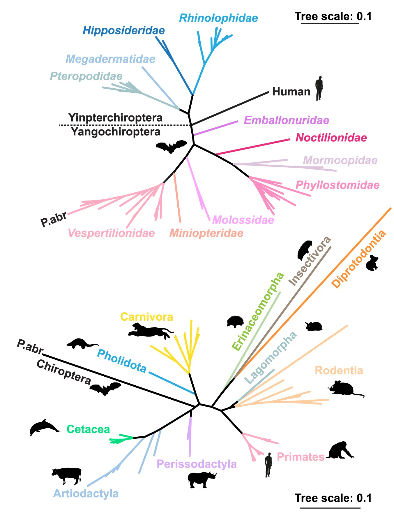 Open access visualization of Network, Pathway, Phylogenetic Trees, Bat ACE2 Orthologs, Non-Bat ACE2 Orthologs