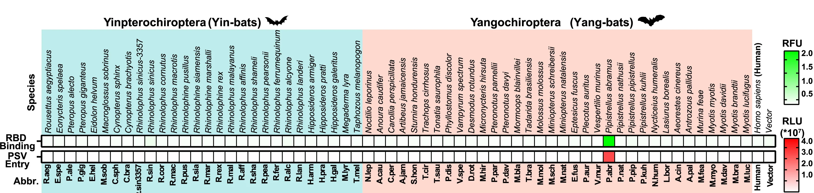 Open access visualization of Heatmap, HKU5-19s RBD-hFc, HKU5-19s S VSV Pseudovirus, TPCK-treated Trypsin, HEK293T Cells