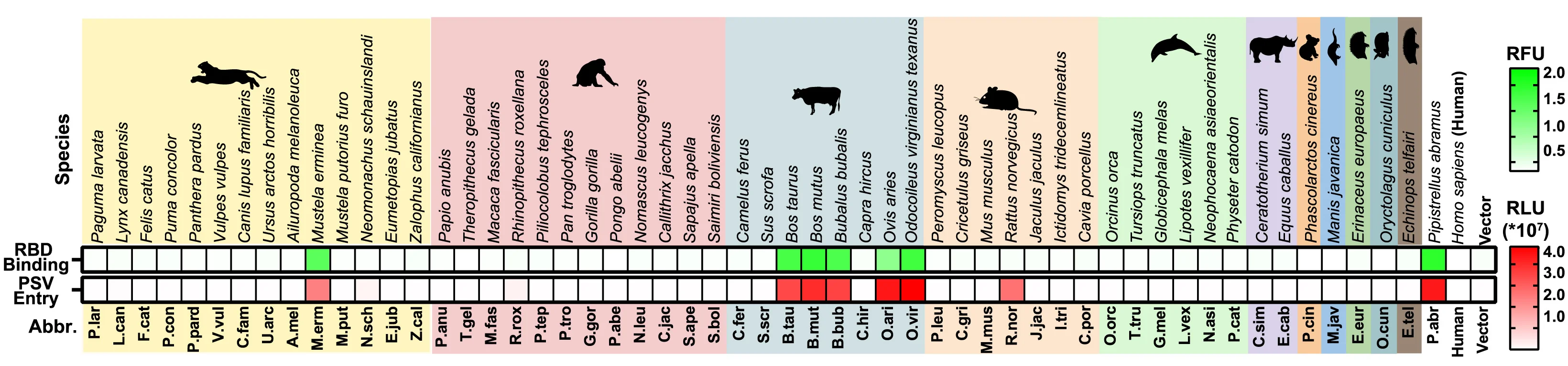 Open access visualization of Heatmap, HKU5-19s RBD-hFc, HKU5-19s S VSV Pseudovirus, TPCK-treated Trypsin, HEK293T Cells