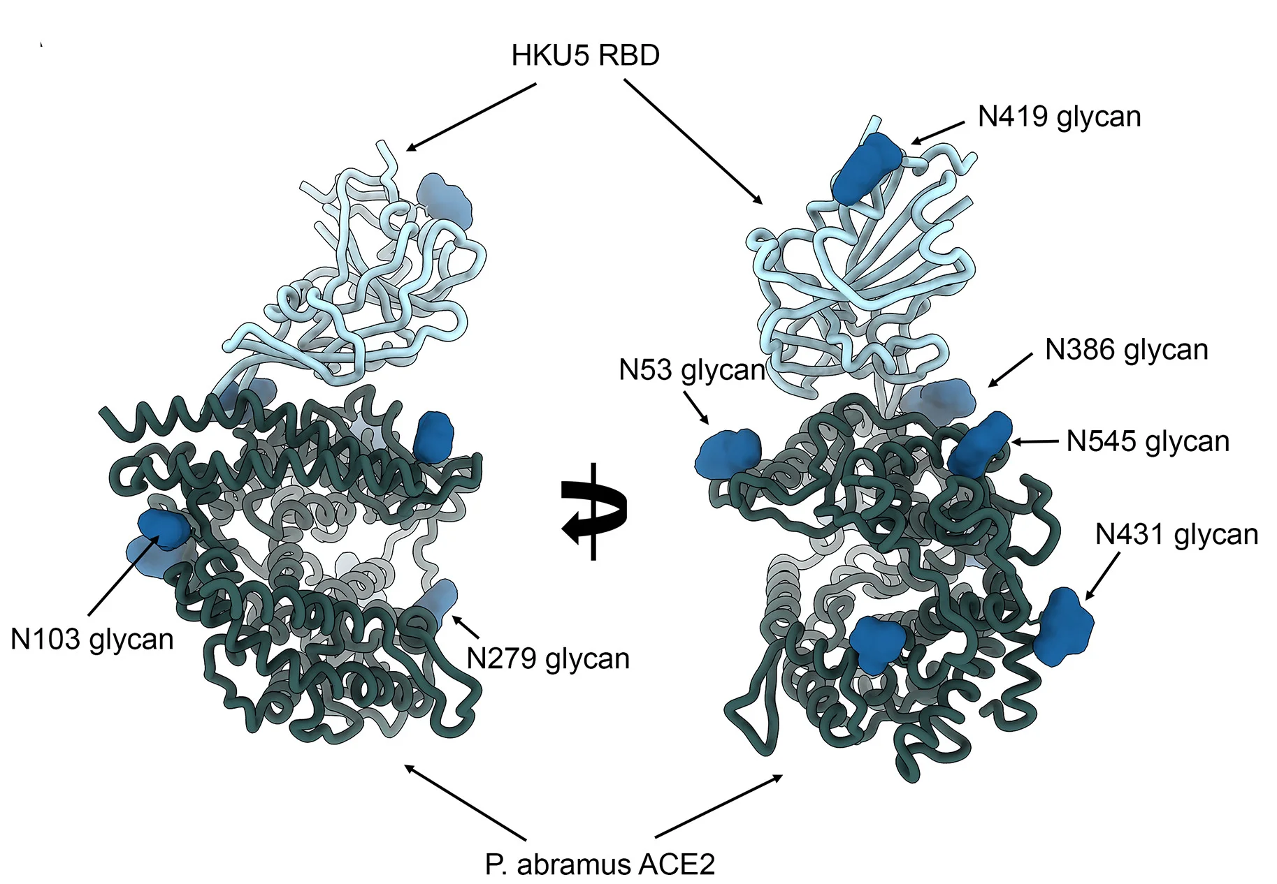 Open access visualization of Protein Structure, Cryo-EM structure, HKU5-19s RBD, ACE2 peptidase domain