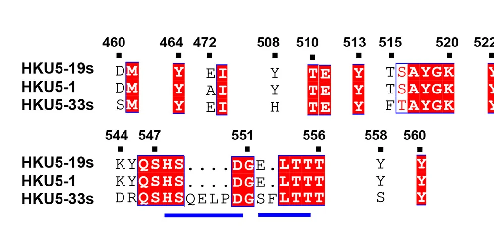 Open access visualization of Table Image, Amino Acid Sequence Alignment, HKU5-19s, HKU5-33s, HKU5-1