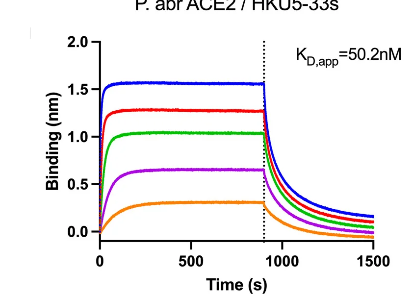 Open access visualization of Line Plot, Biolayer Interferometry, ACE2 ectodomain, HKU5-33s RBD, Streptavidin Biosensors