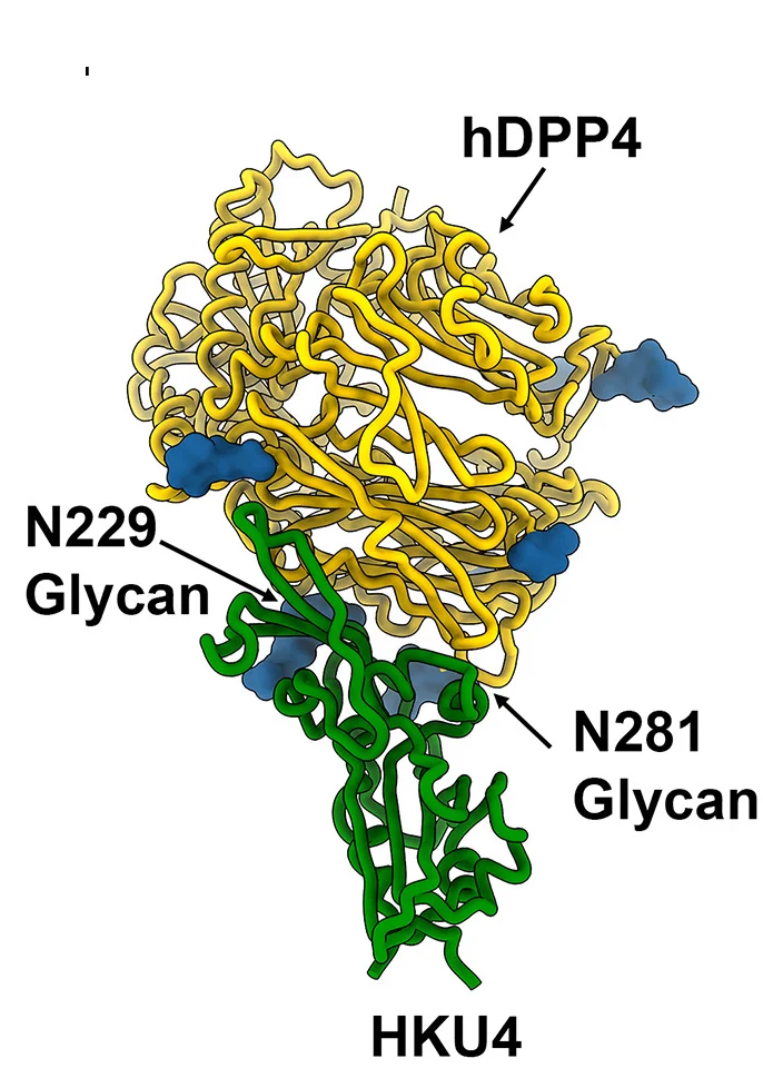 Open access visualization of Protein Structure, ACE2, HKU5 RBD, NeoCoV RBD, hDPP4