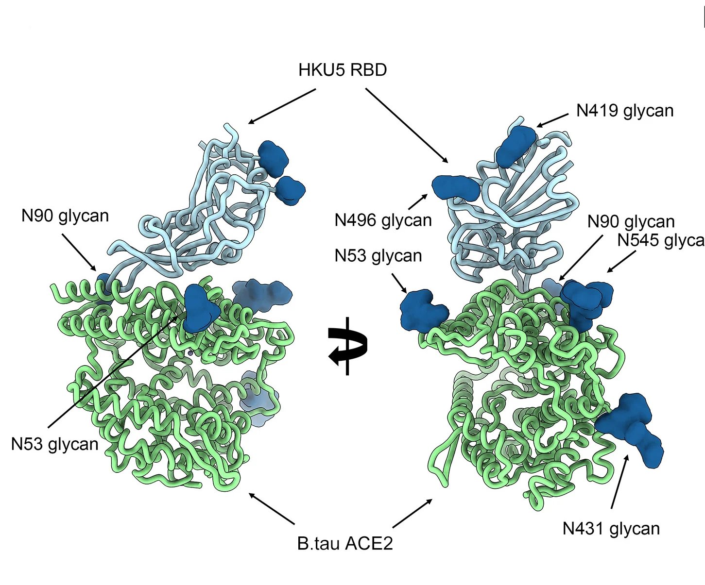 Open access visualization of Protein Structure, Chemical Structure, Cryo-EM Structure, HKU5-19s RBD, B.tauACE2 Peptidase Domain