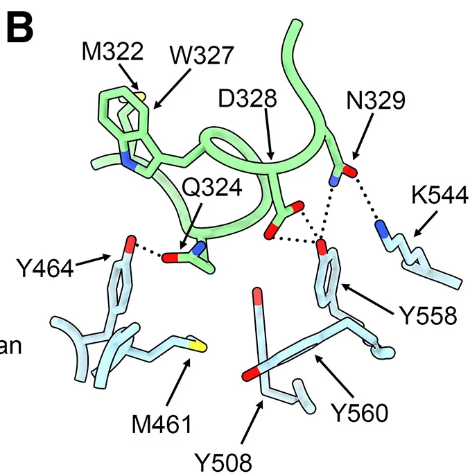 Open access visualization of Protein Structure, Chemical Structure, AlphaFold3, HKU5-19s Y560K RBD, hACE2