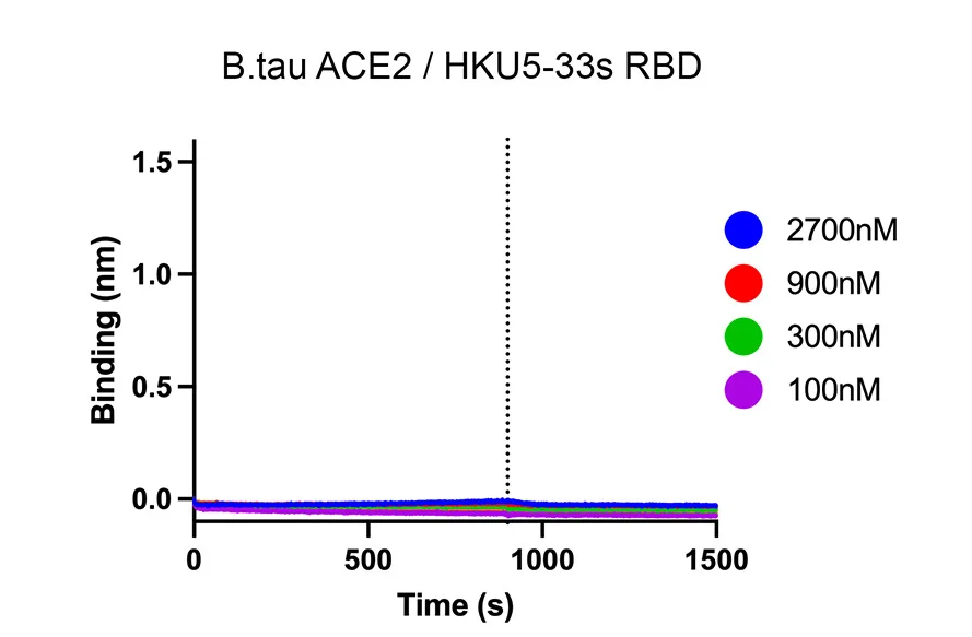 Open access visualization of Line Plot, Biolayer Interferometry, B.tauACE2 Ectodomain, HKU5-33s RBD, Binding Affinity