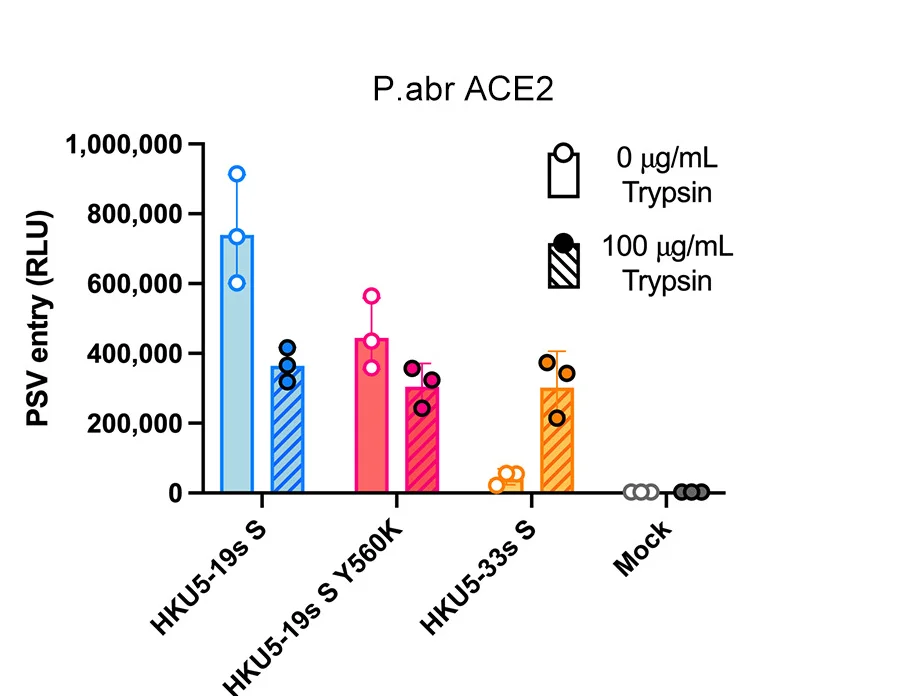 Open access visualization of Bar Plot, Error Bars, Pseudovirus Entry, HEK293T Cells, P.abrACE2
