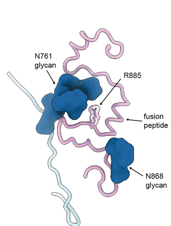 Open access visualization of Protein Structure, HKU5 S2 Cleavage Site, Fusion Peptide Region, Glycans