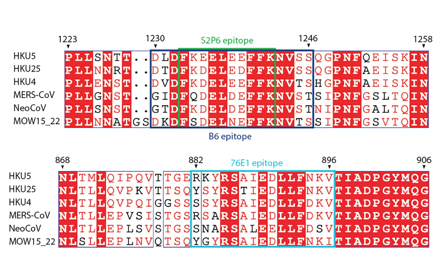 Open access visualization of Table Image, Amino Acid Sequence Alignment, S Glycoprotein, Merbecovirus Clades, Epitopes