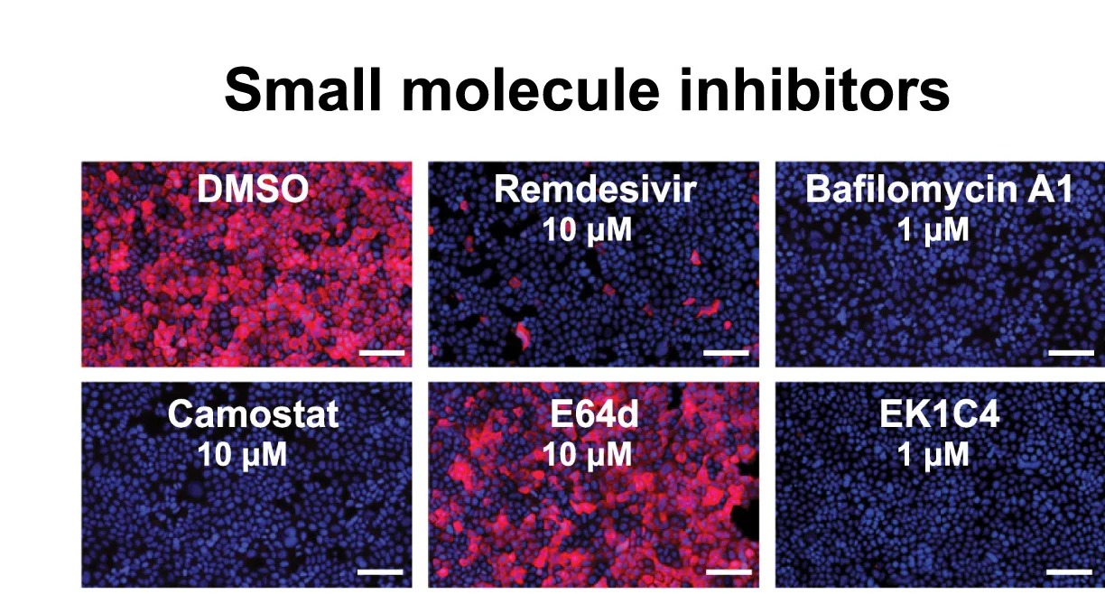 Open access visualization of Microscopy, Inhibition, HKU5-1, Caco-2 Cells, P.abrACE2