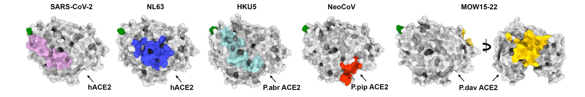Open access visualization of Protein Structure, RBD, ACE2, Coronaviruses, Receptors