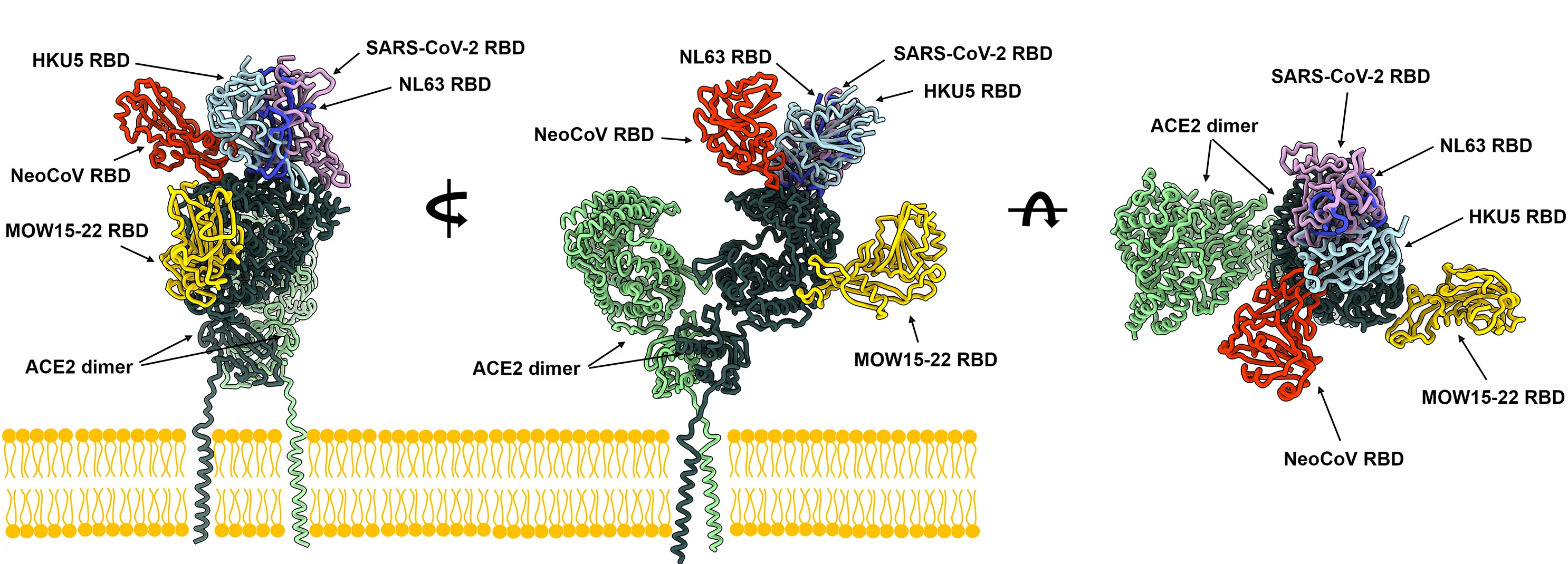 Open access visualization of Protein Structure, Binding Modes, SARS-CoV-2, NL63, HKU5