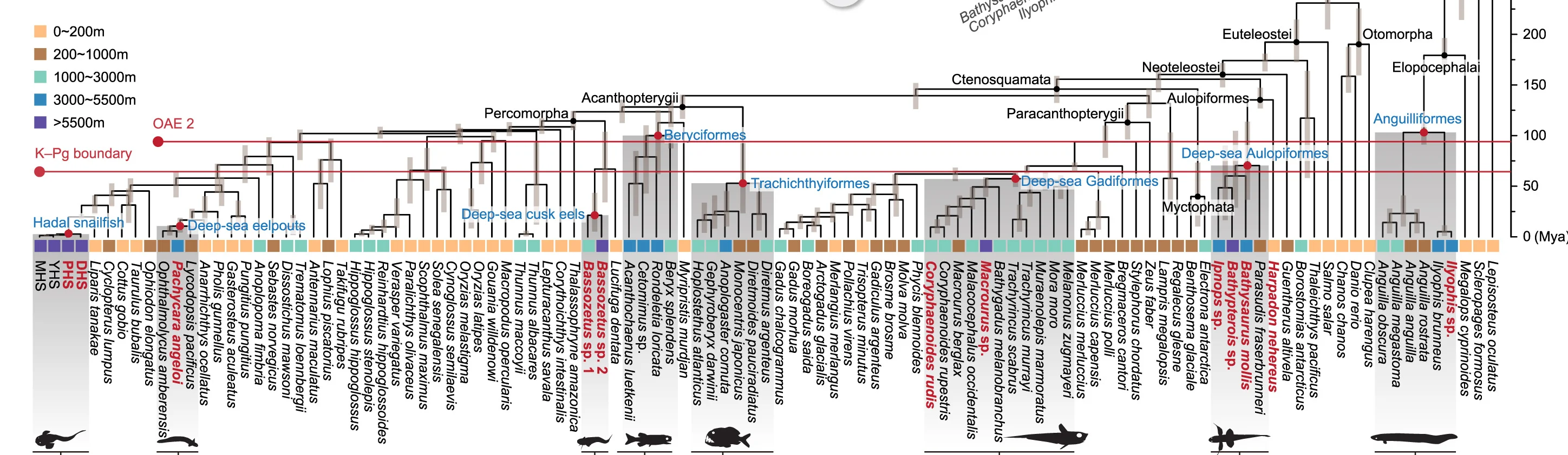 Open access visualization of Network, Bar Plot, Phylogenetic Topology, Divergence Times, Fish Taxa