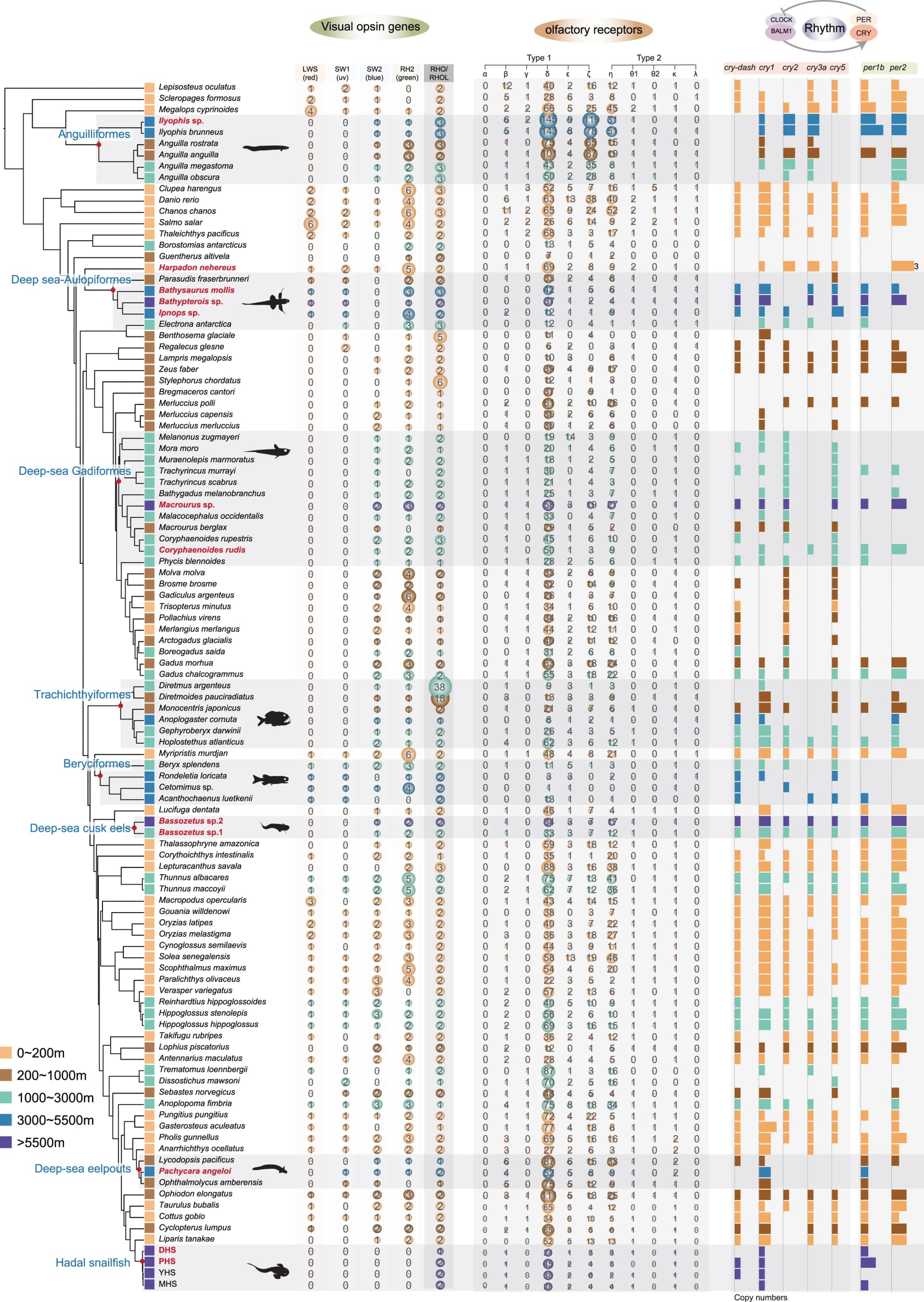 Open access visualization of Scatter Plot, Bar Plot, Network, Phylogenetic Tree, Copy-Number Profiles