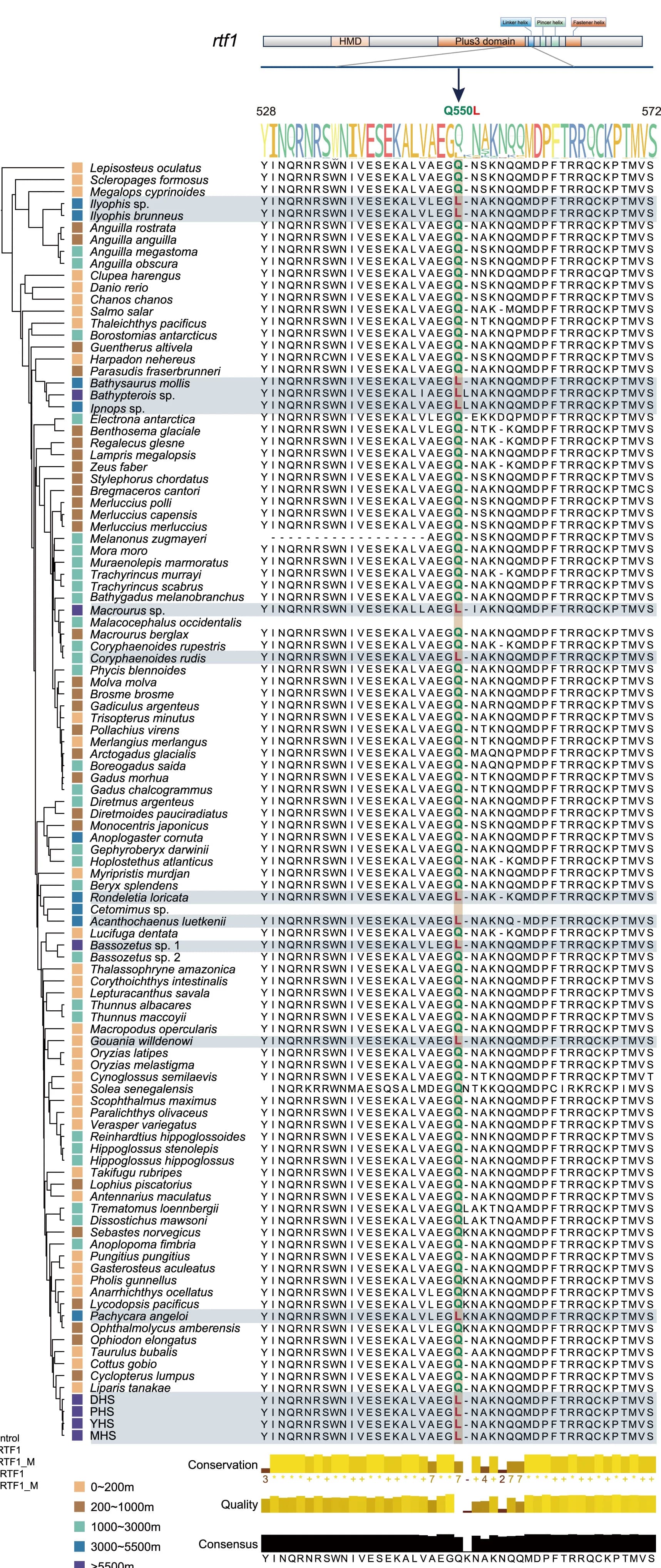 Open access visualization of Phylogenetic Tree, Line Plot, Heatmap, Genic Convergence, rtf1