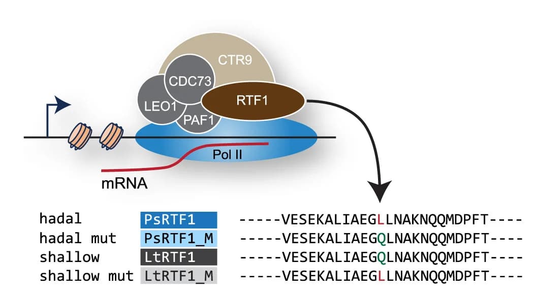 Open access visualization of Workflow, Illustration, Table Image, rtf1, mRNA Transcription
