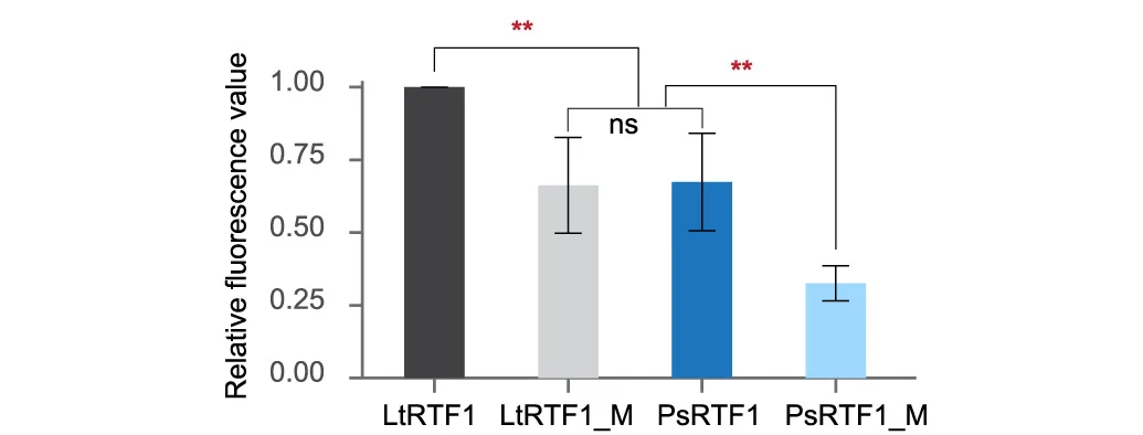 Open access visualization of Bar Plot, Error Bars, Fluorescence Intensity, rtf1, Recombinant Plasmids