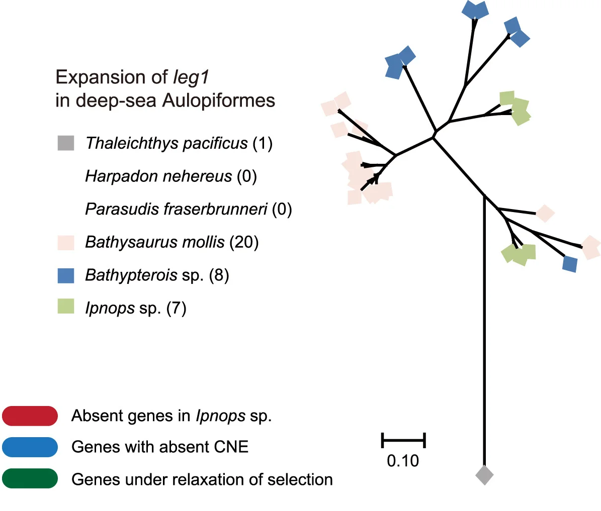 Open access visualization of Network, Pathway, Gene Family, Deep-Sea Fish, Gene Tree