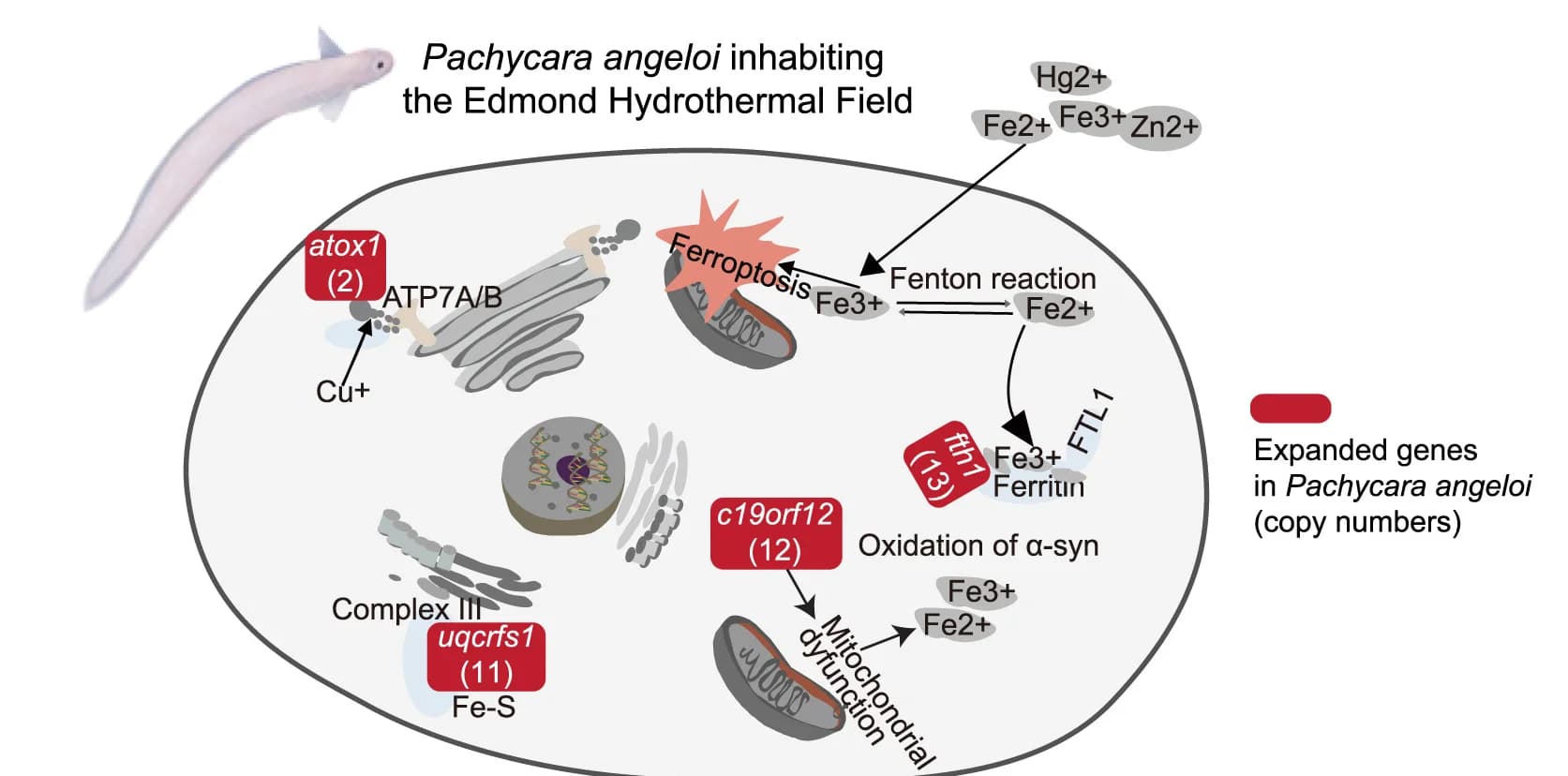 Open access visualization of Illustration, Workflow, Pathway, Gene Expansion, Metal Ion Storage