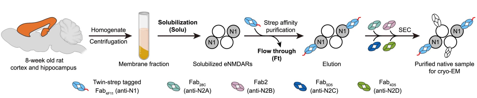 Open access visualization of Workflow, Flowchart, Purification, Affinity Chromatography, Cerebral Cortex