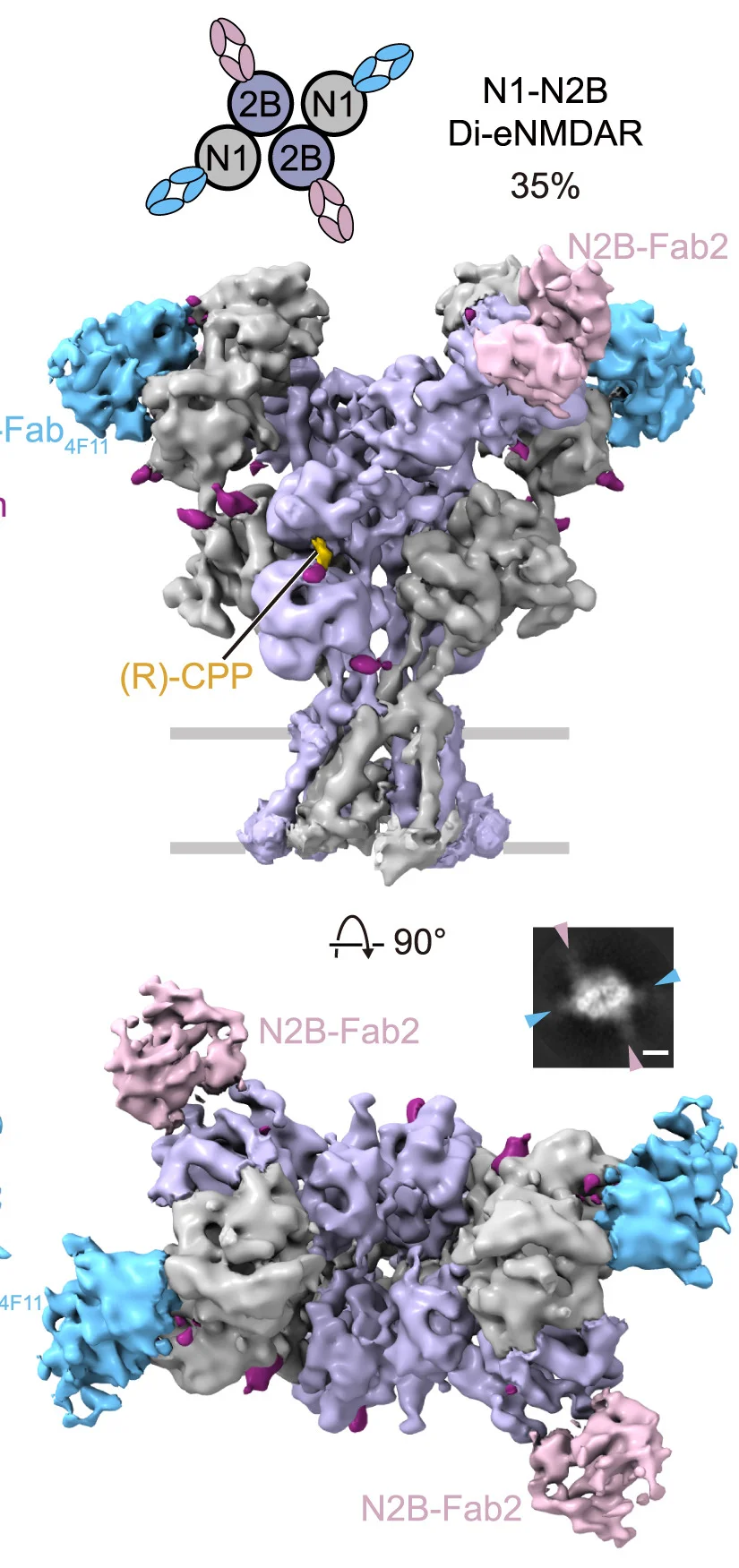 Open access visualization of Protein Structure, Illustration, Cryo-EM, GluN1-N2B di-eNMDAR, eNMDAR