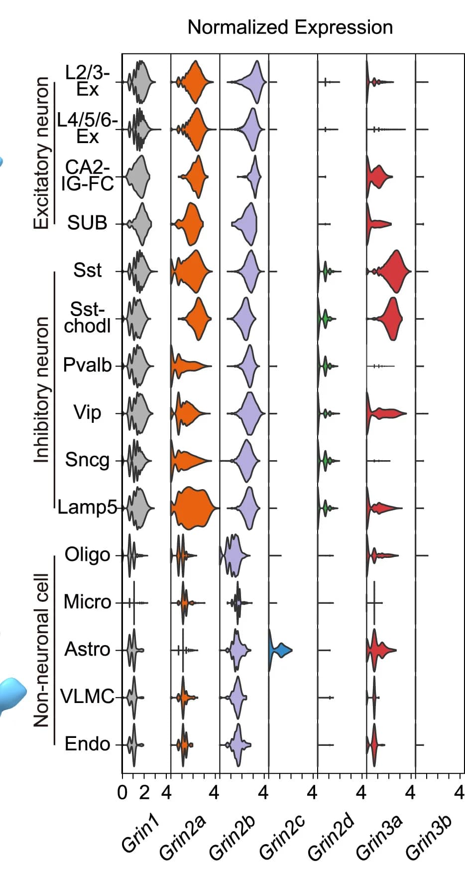 Open access visualization of Violin Plot, Single-Cell RNA Sequencing, mRNA Level, NMDAR Genes, Excitatory Neurons