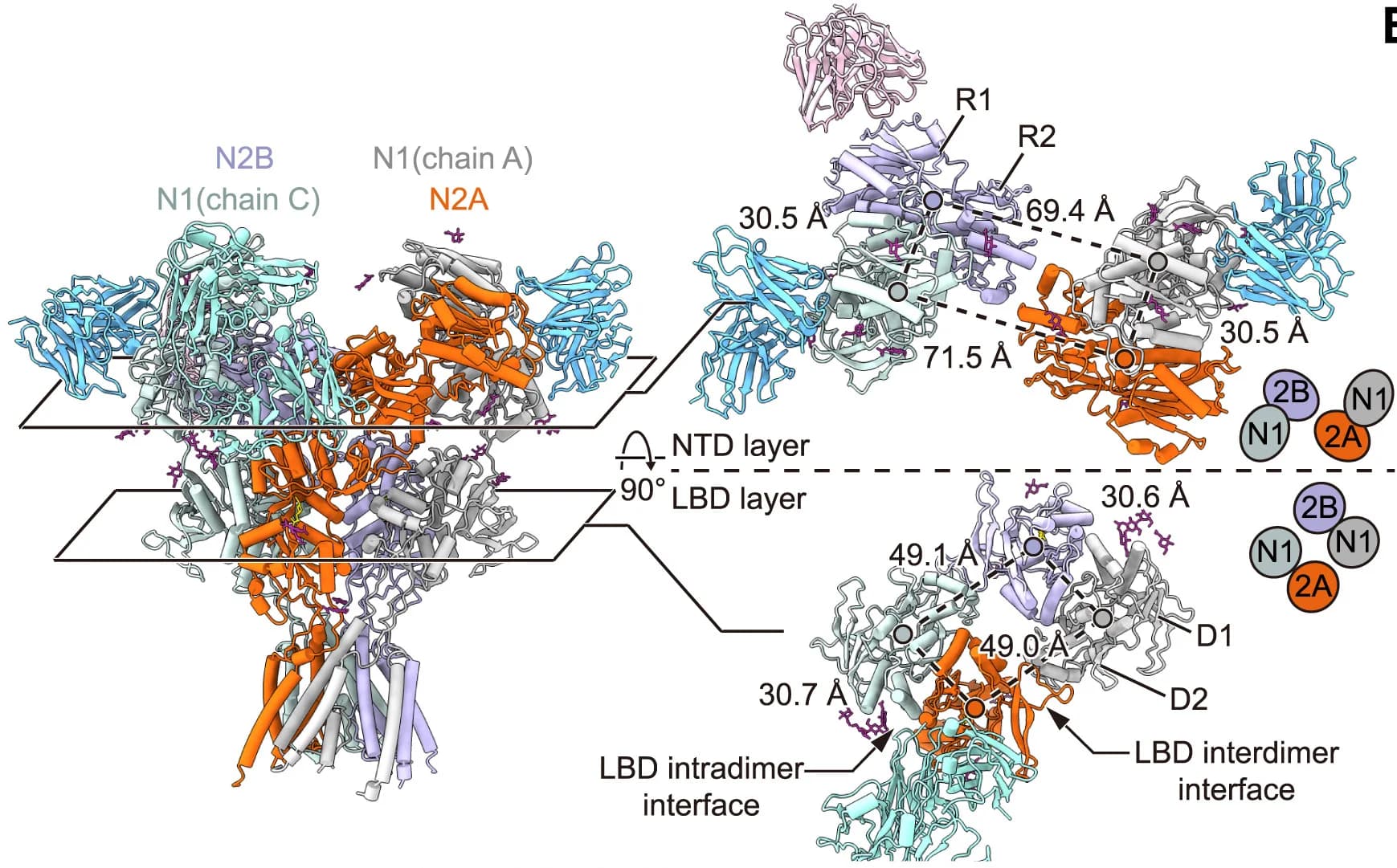 Open access visualization of Protein Structure, GluN1-N2A-N2B Tri-eNMDAR, GluN1 Subunit, GluN2A Subunit, GluN2B Subunit
