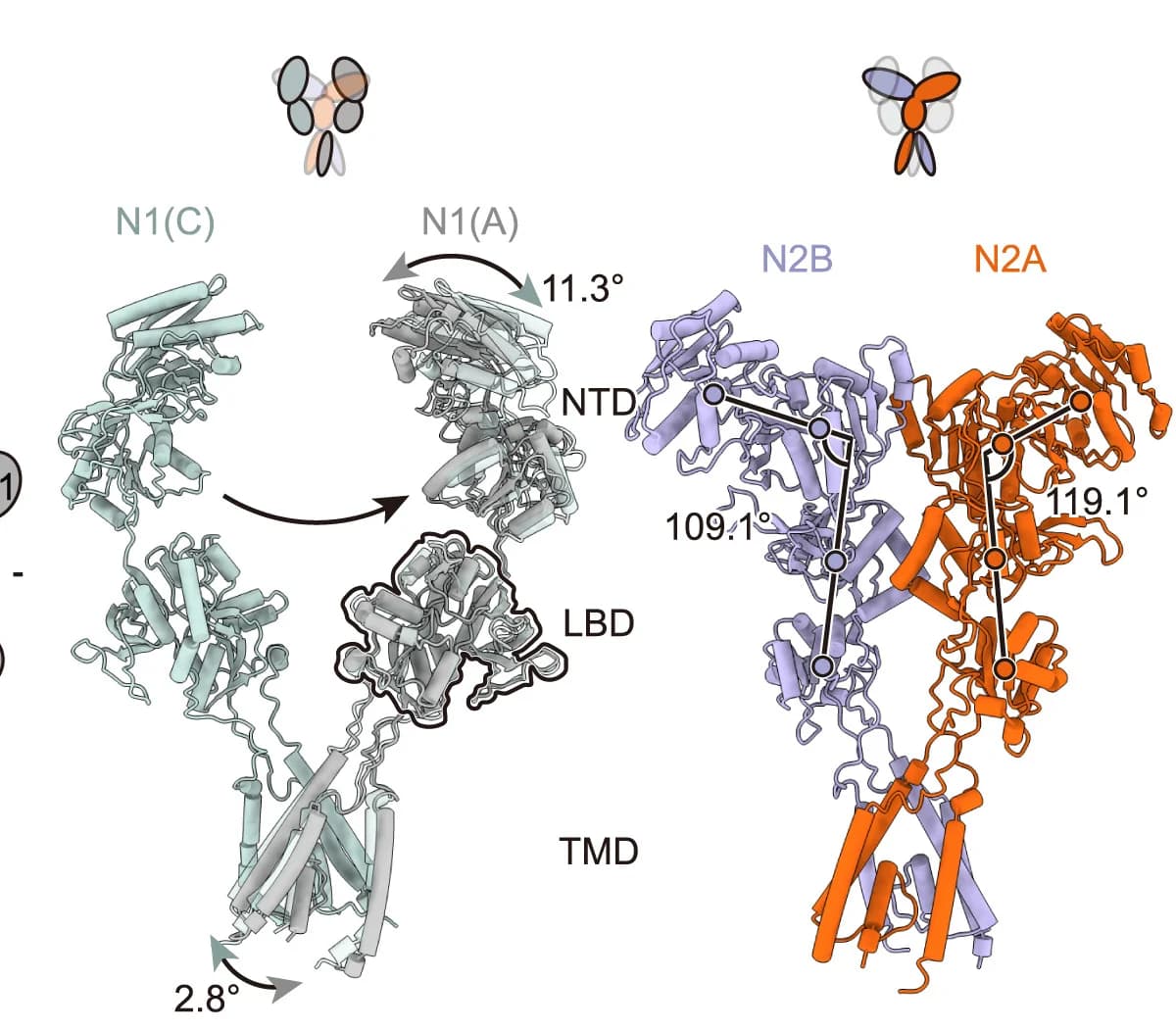 Open access visualization of Protein Structure, GluN1(A)-GluN1(C) Subunits, GluN2A-GluN2B Subunits, Tri-eNMDAR, LBD