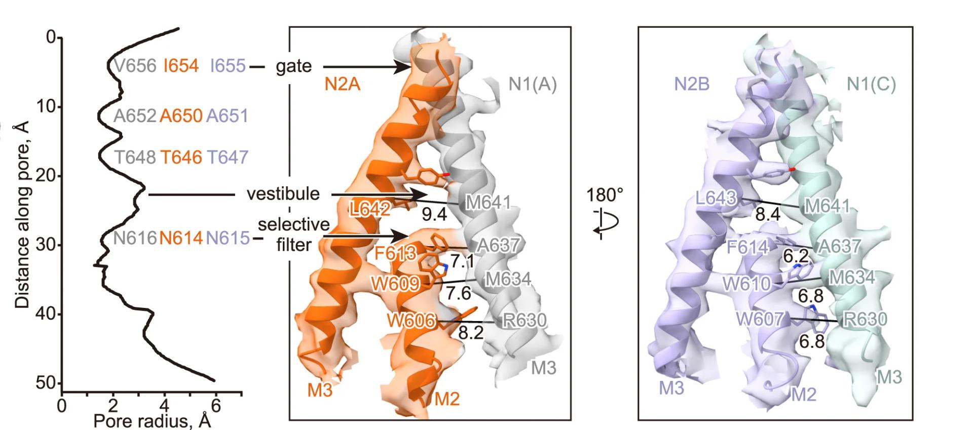 Open access visualization of Line Plot, Protein Structure, HOLE Analysis, Tri-eNMDAR, TMD Arrangement