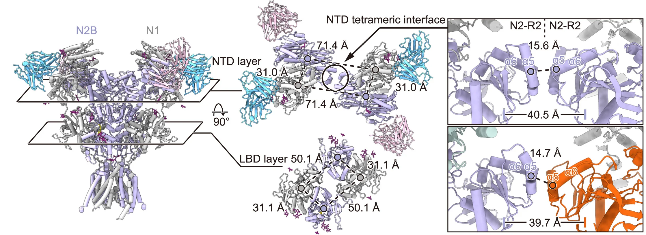 Open access visualization of Protein Structure, Atomic Model, GluN1-N2B di-eNMDAR, NTD, LBD